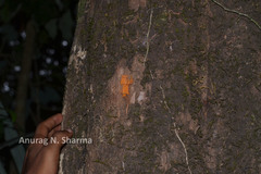 Paracroton pendulus subsp. zeylanicus